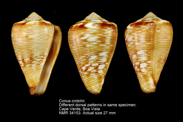 Conus crotchii (2).jpg - Conus crotchiiReeve,1849